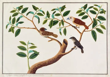 Schuppenbrust-Munia, Weißkopf-Munia und Malaysischer Honiganzeiger, aus Zeichnungen von Vögeln aus Malakka, ca. 1805-18